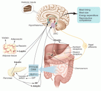 Leptin 2.gif