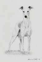 Whippet lyijyk.jpg