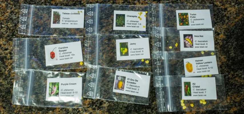 chilei.webp chilei.webp