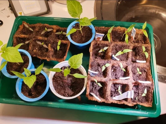 Screenshot_20200611-085601_QuickPic.webp Screenshot_20200611-085601_QuickPic.webp