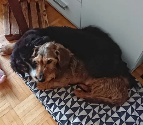 IMG_20200722_134801_266.webp IMG_20200722_134801_266.webp