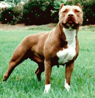 pitBull.gif