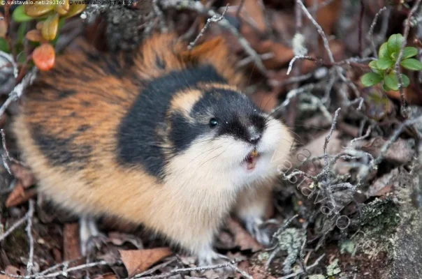 normal_2011-05-24-13h09m08.webp normal_2011-05-24-13h09m08.webp