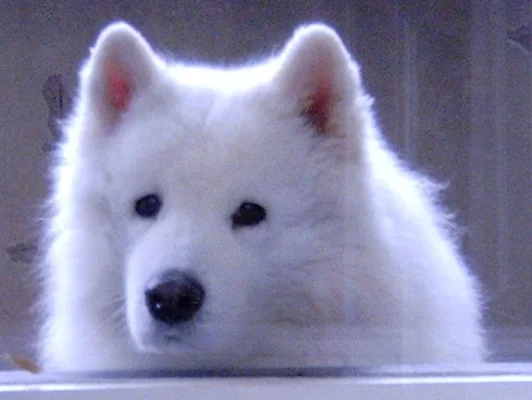 rasmus ikkanan takana.webp