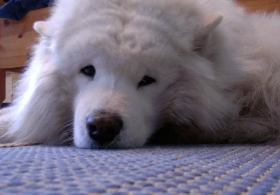 rasmus naama lattialla.webp