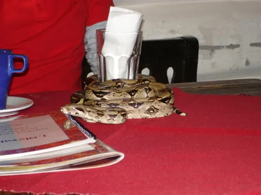 BRATISLAVA 061 (Large).webp