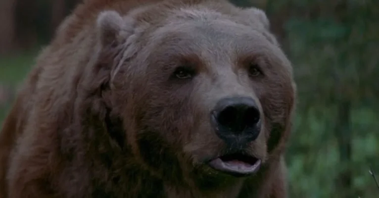 theedgebartthebearbanner1200x627.jpg theedgebartthebearbanner1200x627.jpg