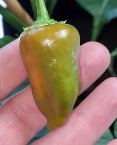 Screenshot_20220528-202628_QuickPic.webp Screenshot_20220528-202628_QuickPic.webp