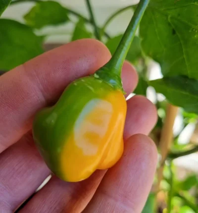 Screenshot_20220625-132507_QuickPic.webp Screenshot_20220625-132507_QuickPic.webp