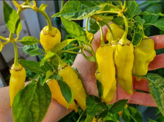 Screenshot_20220721-202024_QuickPic.webp Screenshot_20220721-202024_QuickPic.webp