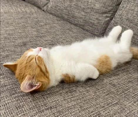 Screenshot 2022-08-01 081614.webp