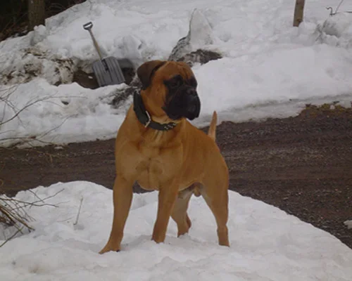 Para Bull -bultti.webp