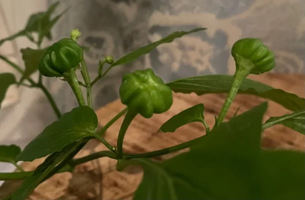 ADE68B10-EF55-4FAA-80AD-B6FDCD4B521A.webp ADE68B10-EF55-4FAA-80AD-B6FDCD4B521A.webp