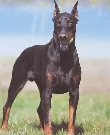 doberman3.webp