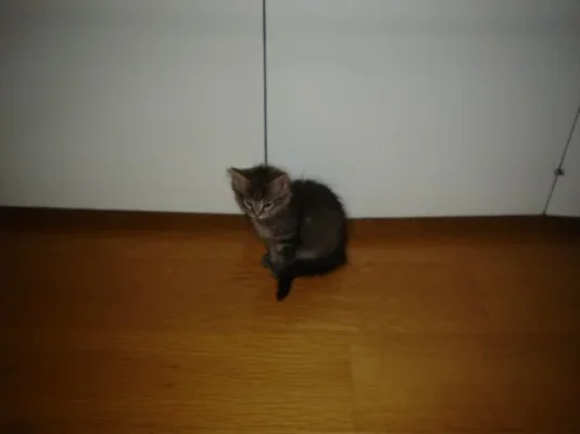 mini-Picture 022.webp