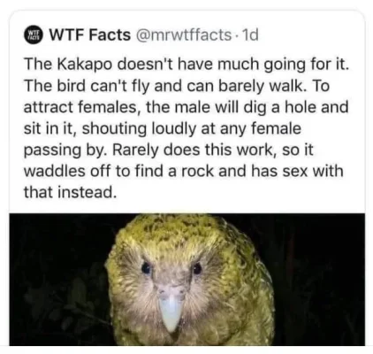 kakapo.webp