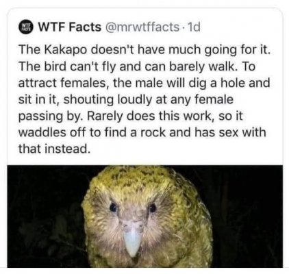 kakapo.jpg