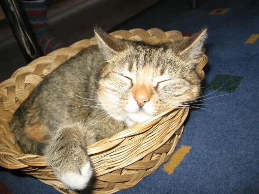 Miisu [800x600].webp