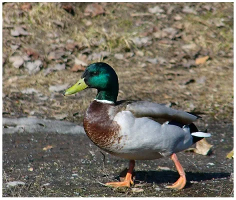 duck.webp