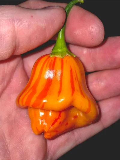 Screenshot_20250915_140739_Gallery.webp Screenshot_20250915_140739_Gallery.webp