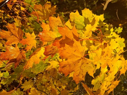 20251018_095950.webp 20251018_095950.webp