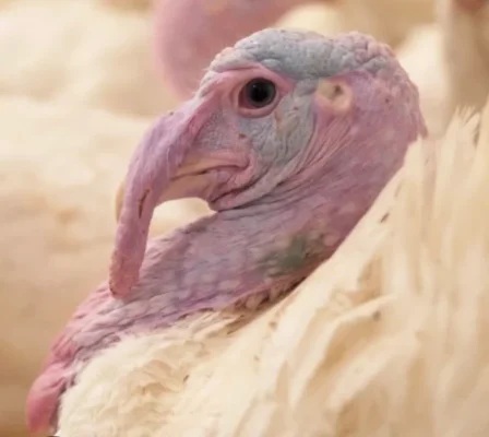 Screenshot_20260211_144735_Chrome (1).webp