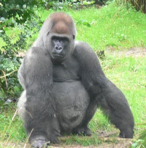 300px-Male_silverback_Gorilla.webp