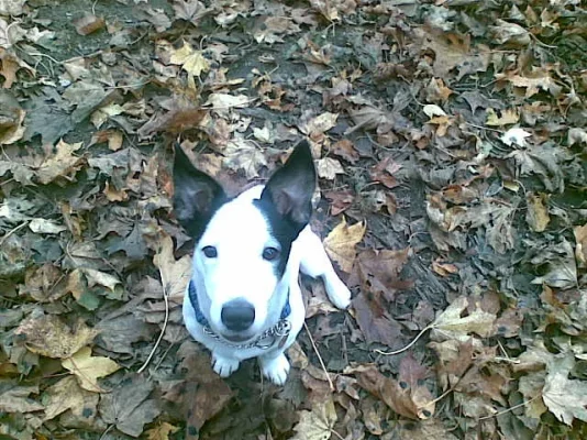 rico & kumppanit 015.webp