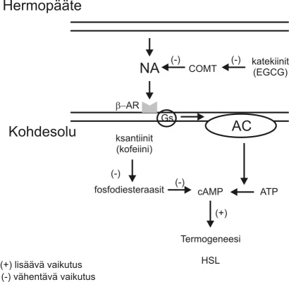 Kuva Vihreä tee.webp