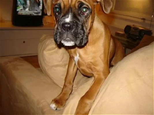 1061552 (Large).webp