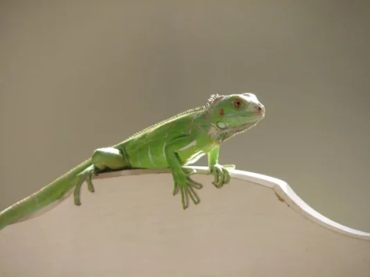 iguana.webp