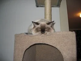 Kirppu the monorail catpieni.webp