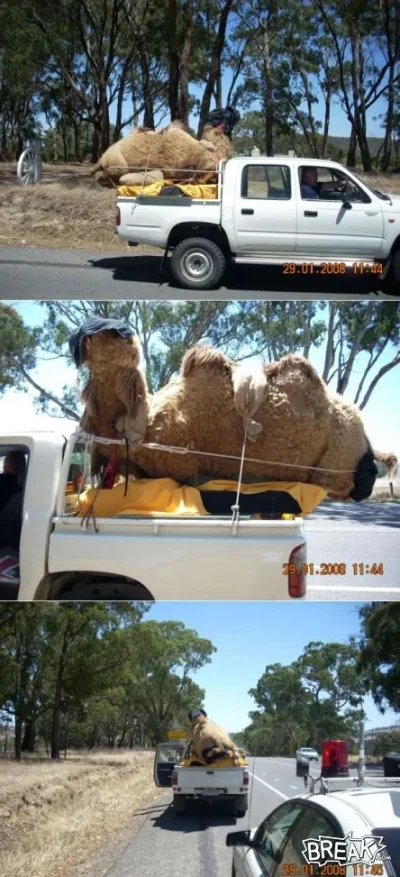 17jul3-transporting-the-camel.webp