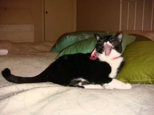 kelpaa haukotella.webp