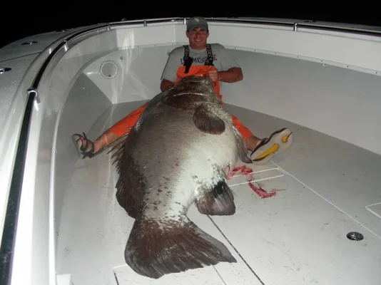 359lb-grouper-1.webp