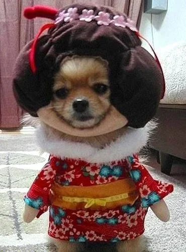 geisha-dog.webp