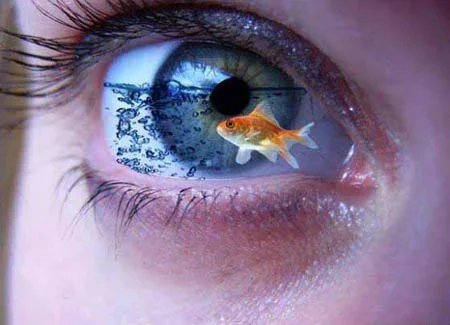 goldfish-eye.webp