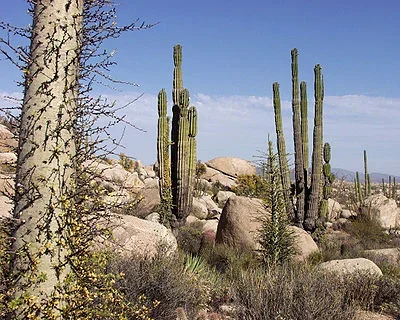 400px-Baja_California_Desert.webp