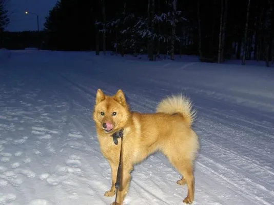 tuittunen 004.webp tuittunen 004.webp