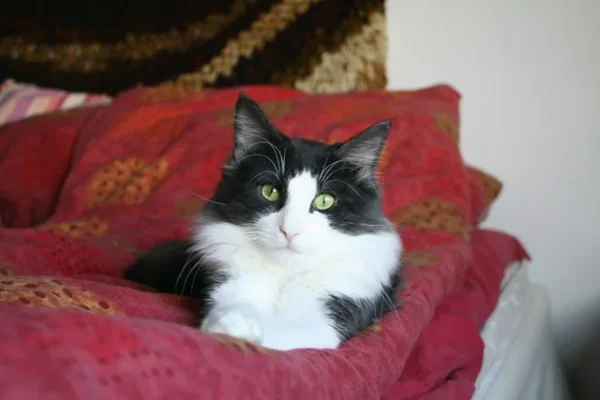 piuniparoni poseraus.webp