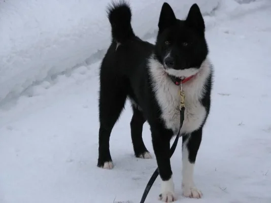 Uusi kuva.webp Uusi kuva.webp