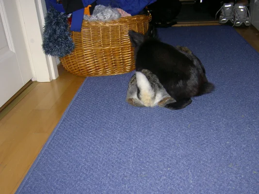 Pikkasen väärä kohta.webp