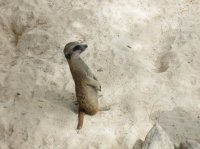 meercat1.jpg