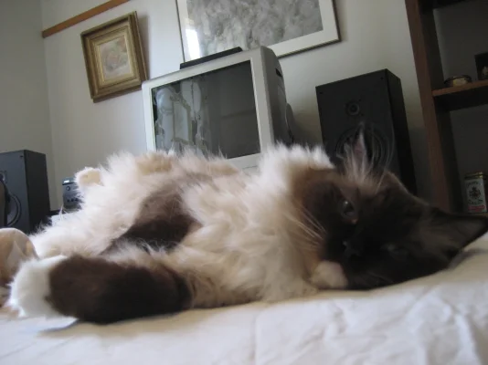 Kirppu lähikuvassa.webp