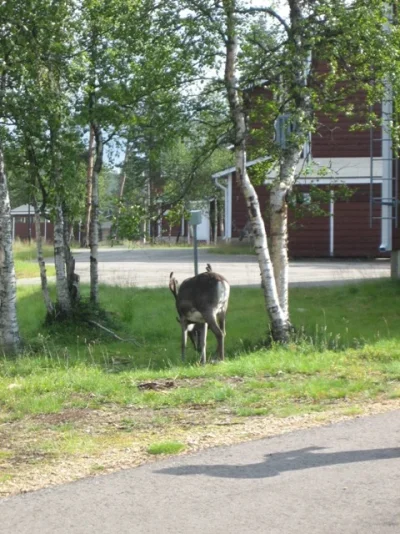 Ivalojoki 126.webp Ivalojoki 126.webp