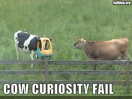 fail-cow1.webp