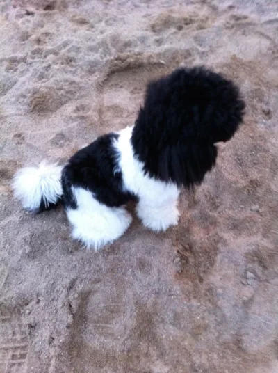 harlekiini.webp harlekiini.webp