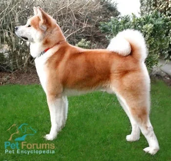 350px-Japanese-Akita-Inu.webp 350px-Japanese-Akita-Inu.webp