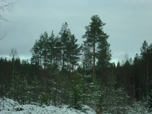 DSC03403 Metso Arpiaisen tienvarsi 16.10.2010.webp