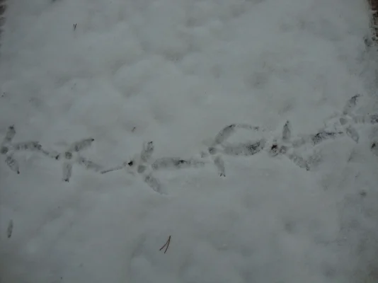 DSC03414 Metson jäljet 17.10.2010.webp